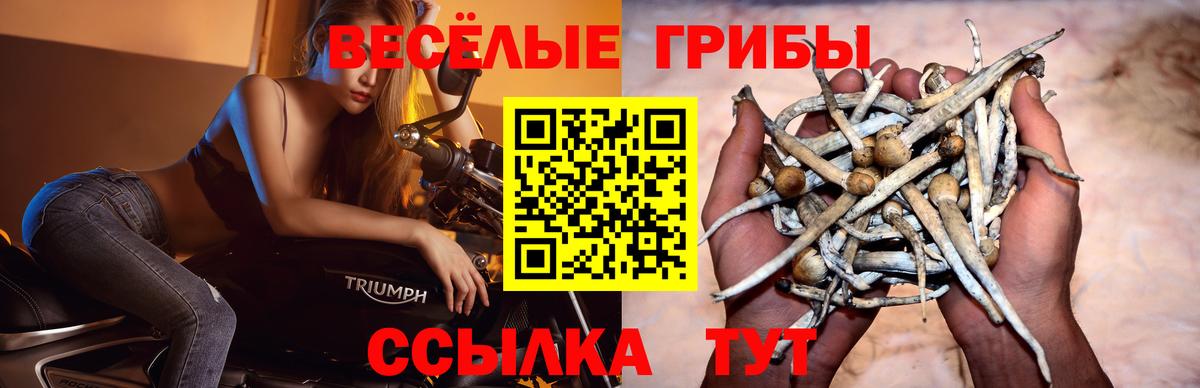 где найти   Галлюциногенные грибы Cubensis  Вход с VPN  Костомукша 